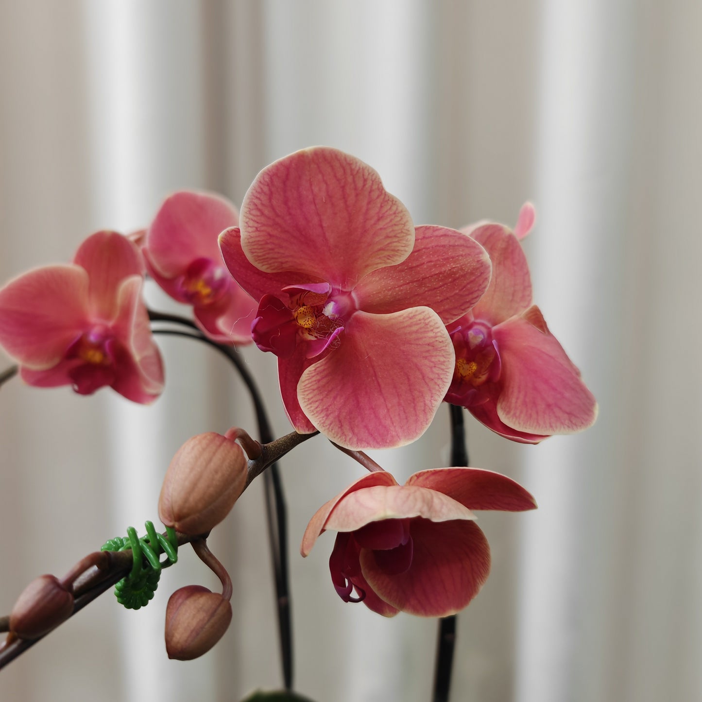 Phalaenopsis Orchid Asian Coral Medium Double Stems