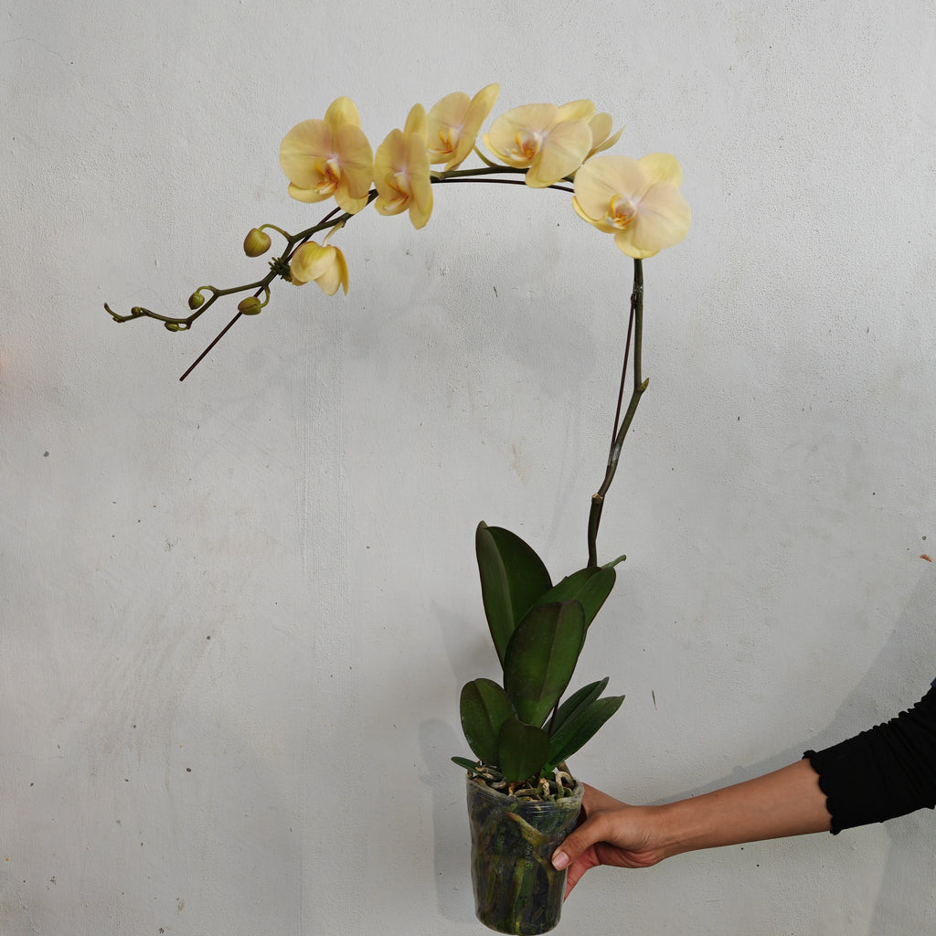 Phalaenopsis Orchid Champagne Big Single Stem #1