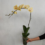 Phalaenopsis Orchid Champagne Big Single Stem #1