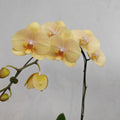 Phalaenopsis Orchid Champagne Big Single Stem #1