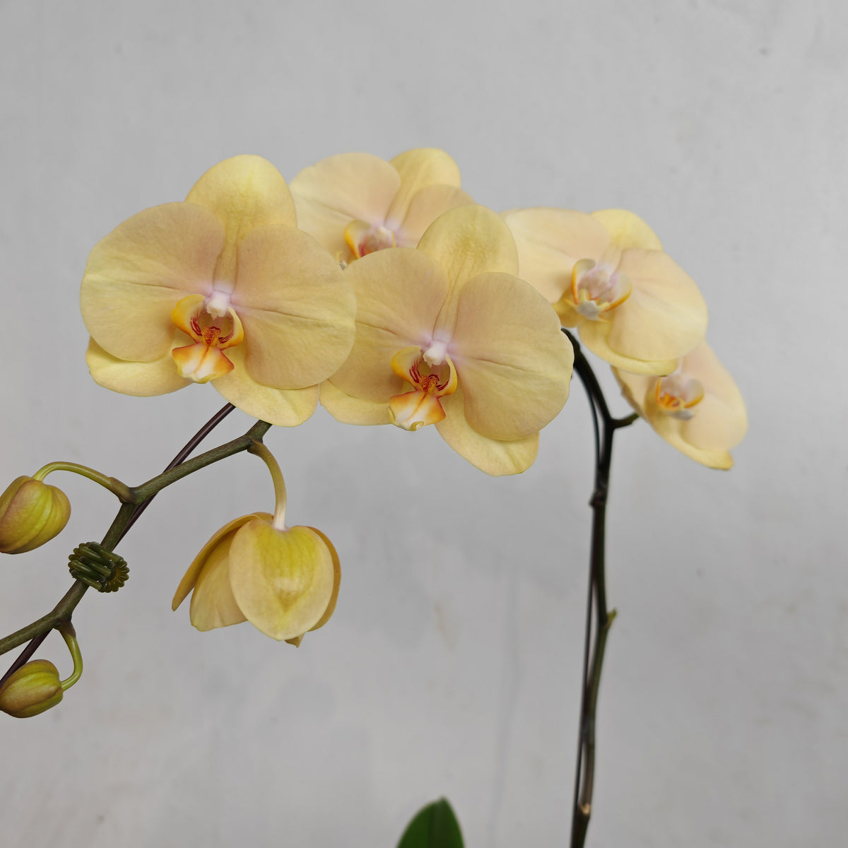 Phalaenopsis Orchid Champagne Big Single Stem #1