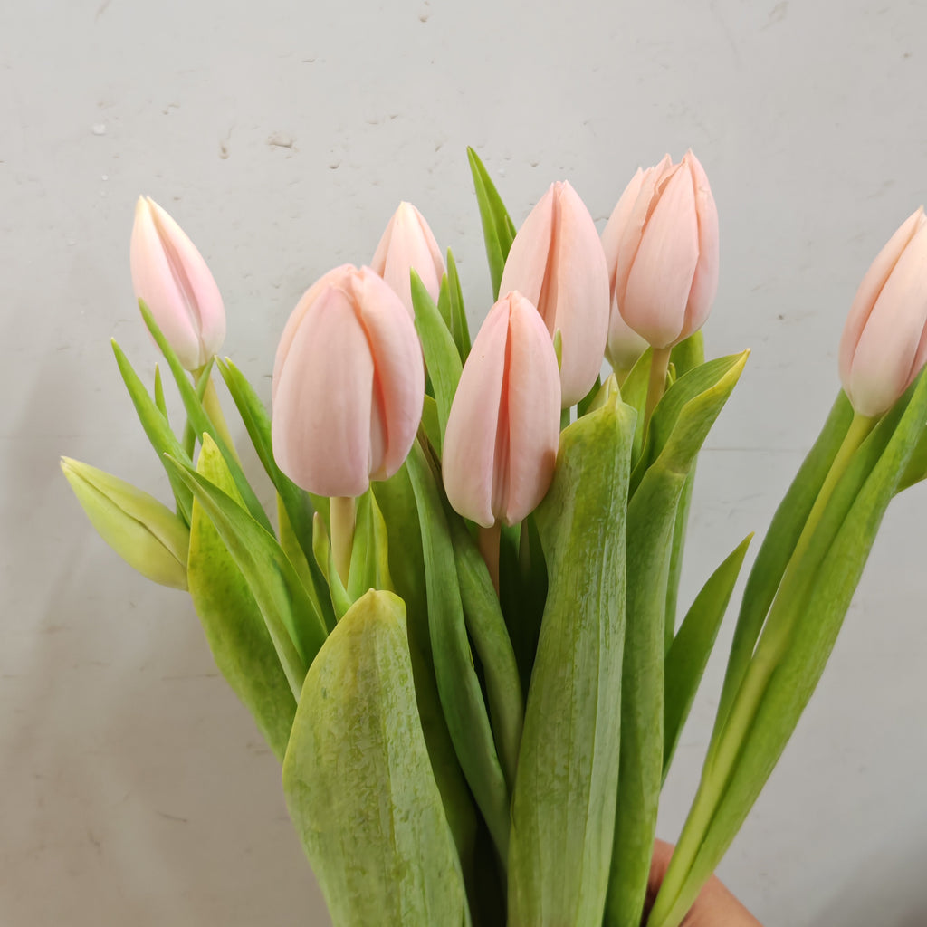 Tulip Pink 郁金香 - (8-10 Stems)