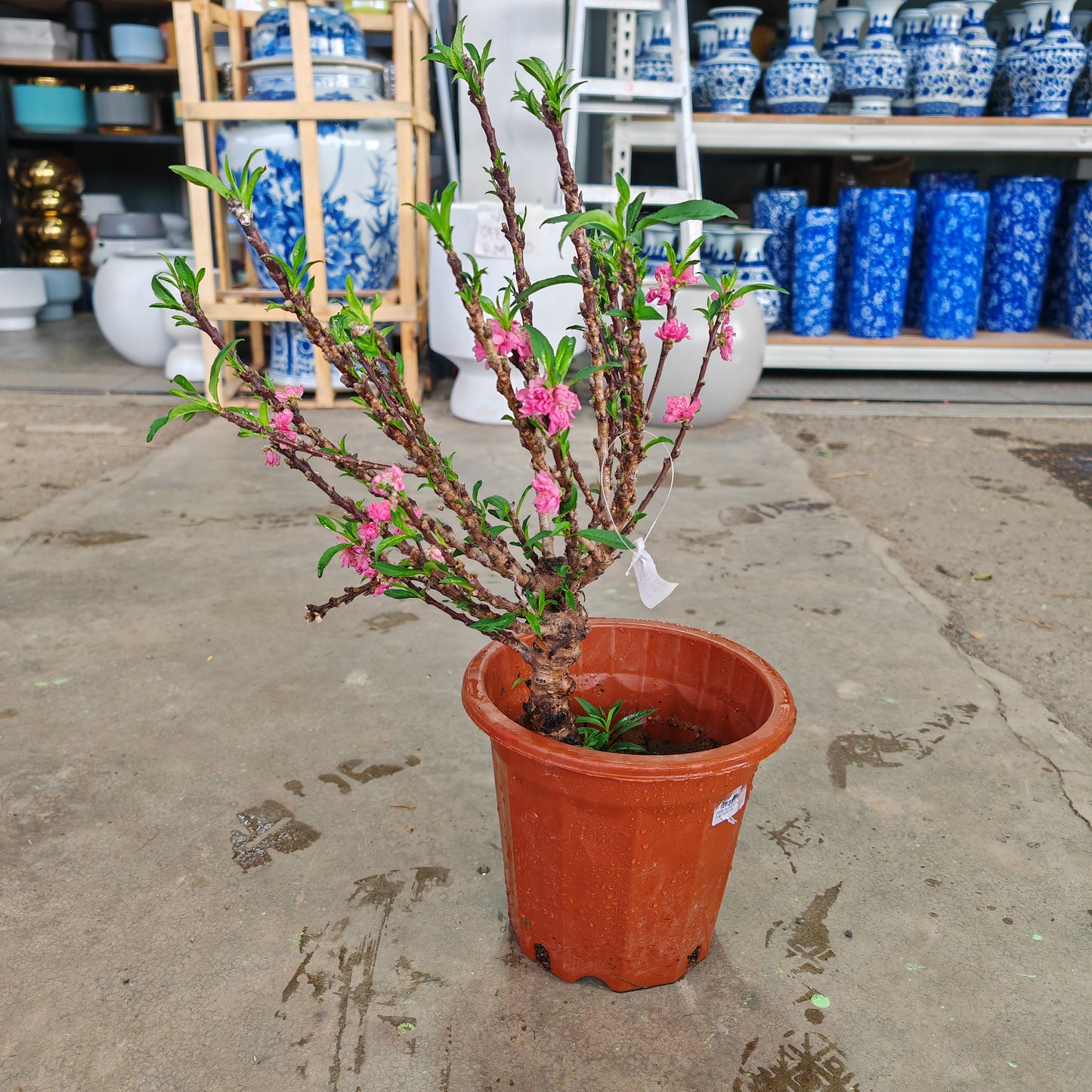 Cherry Blossom Plant - Small 樱花树