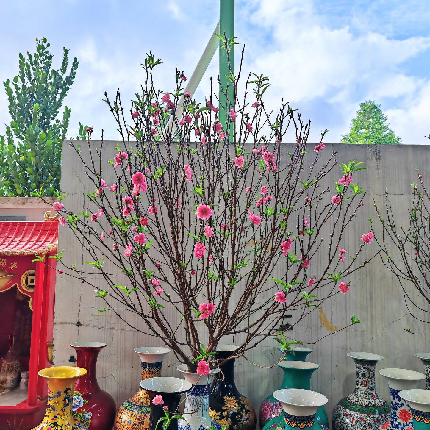 Cherry Blossom Tree 4ft-5ft  樱花树