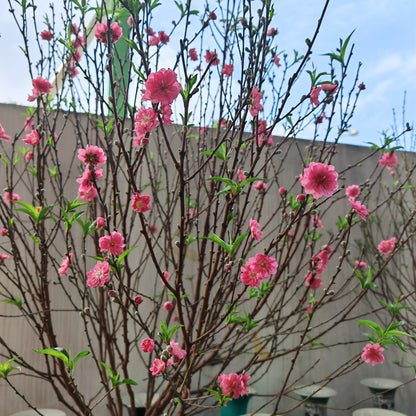 Cherry Blossom Tree 4ft-5ft  樱花树