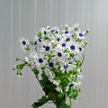 Pericallis White 瓜叶菊 - (2 Stems)