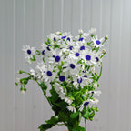 Pericallis 瓜叶菊 - (2 Stems)