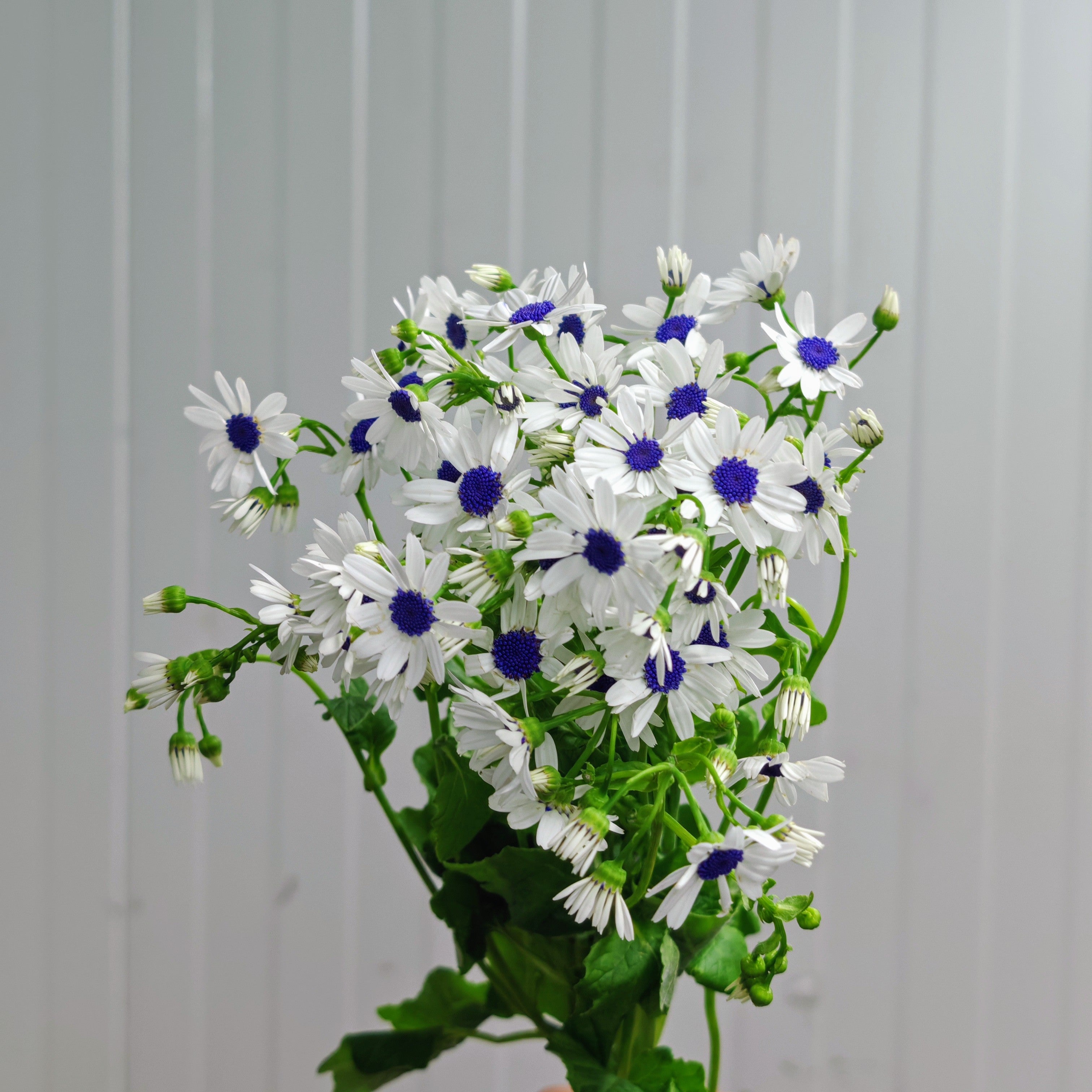 Pericallis White 瓜叶菊 - (2 Stems)