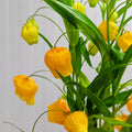 Sandersonia Aurantiaca 宫灯百合 - (2 Stems)