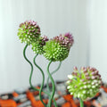 Allium Dancing Tancho 葱属 - (5 Stems)