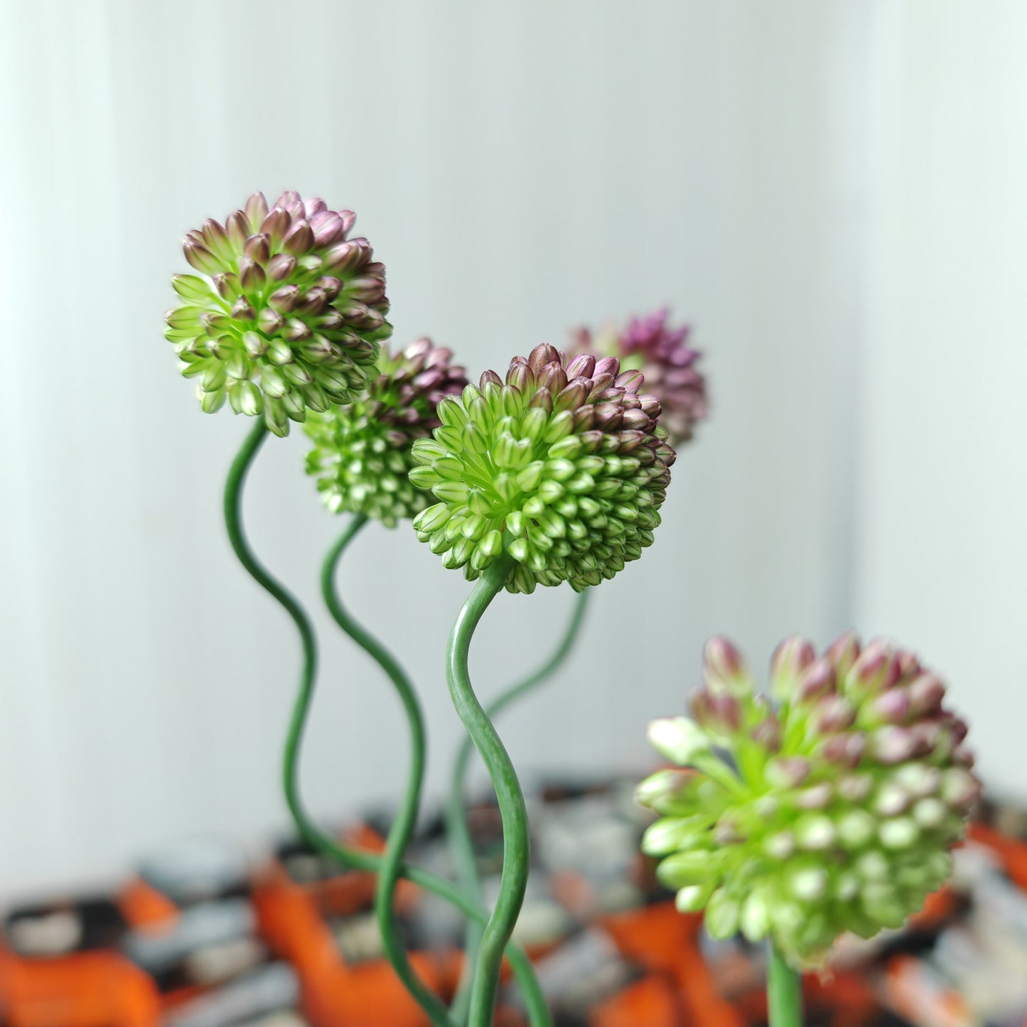 Allium Dancing Tancho - 5 Stems