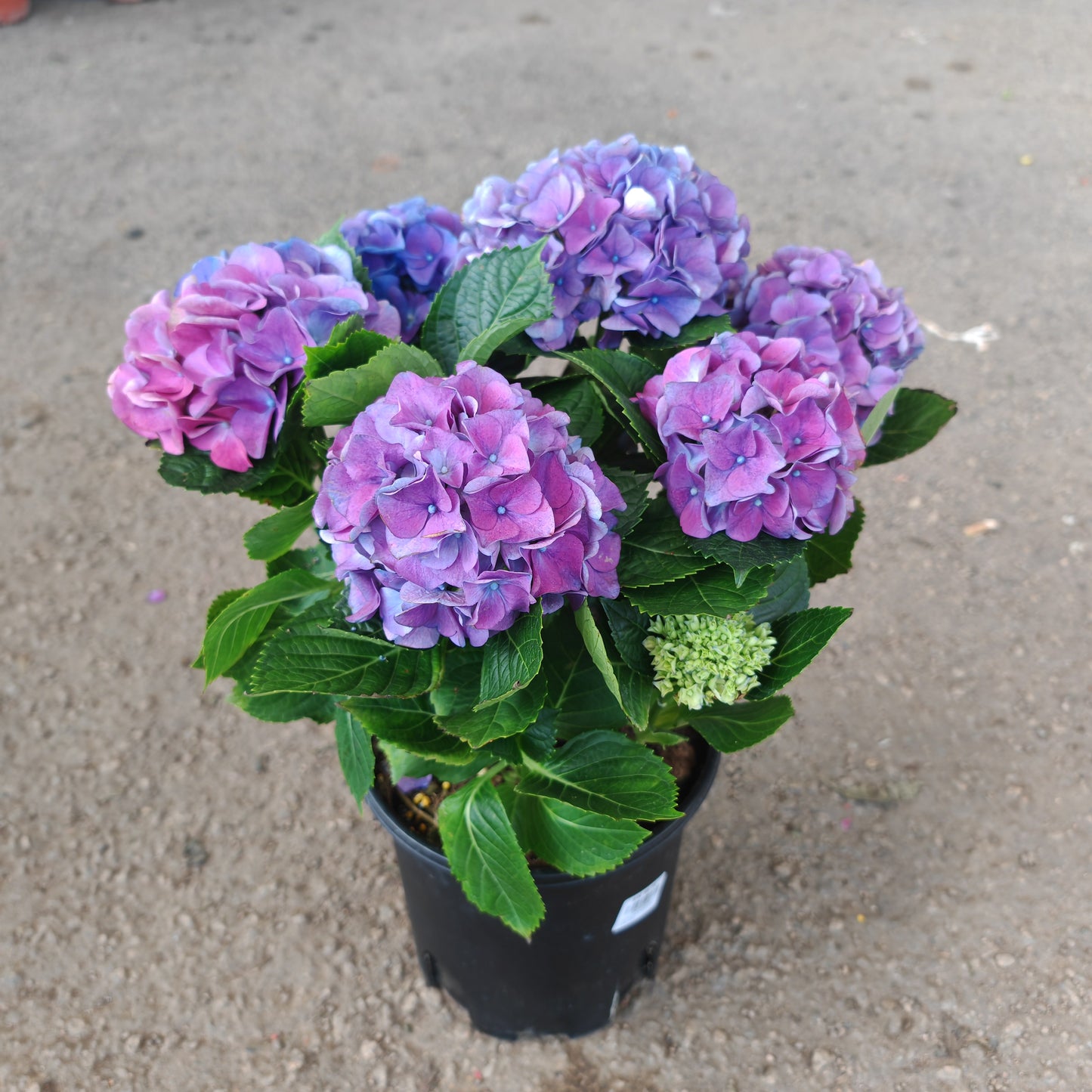 Hydrangea Plant
