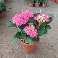 Hydrangea Plant Big