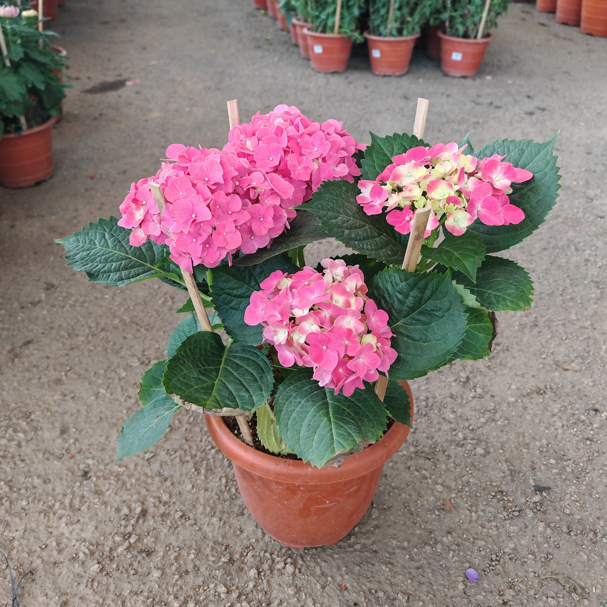 Hydrangea Plant Big