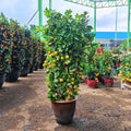 Local Lime Tree 桔子树 110cm