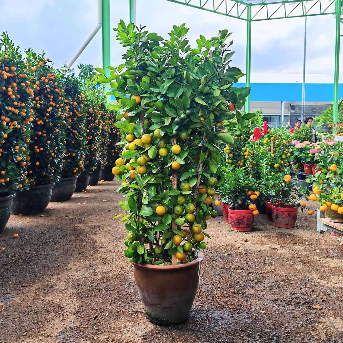 Local Lime Tree 桔子树 110cm