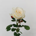 Rose Litchi White - (9-10 Stems)