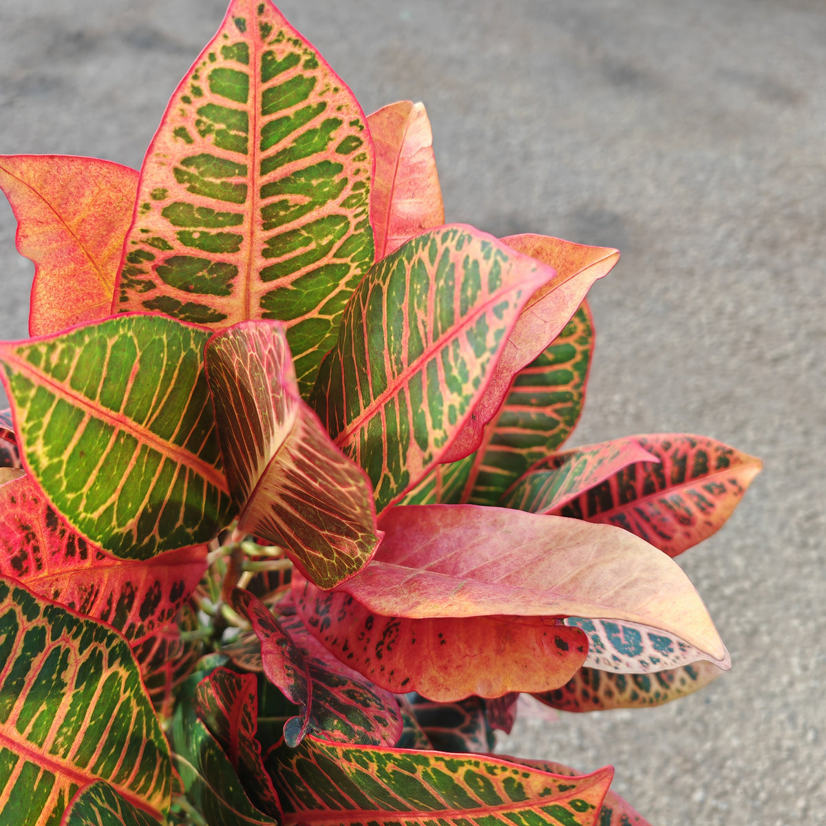 Codiaeum Croton
