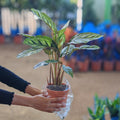 Calathea Flamestar
