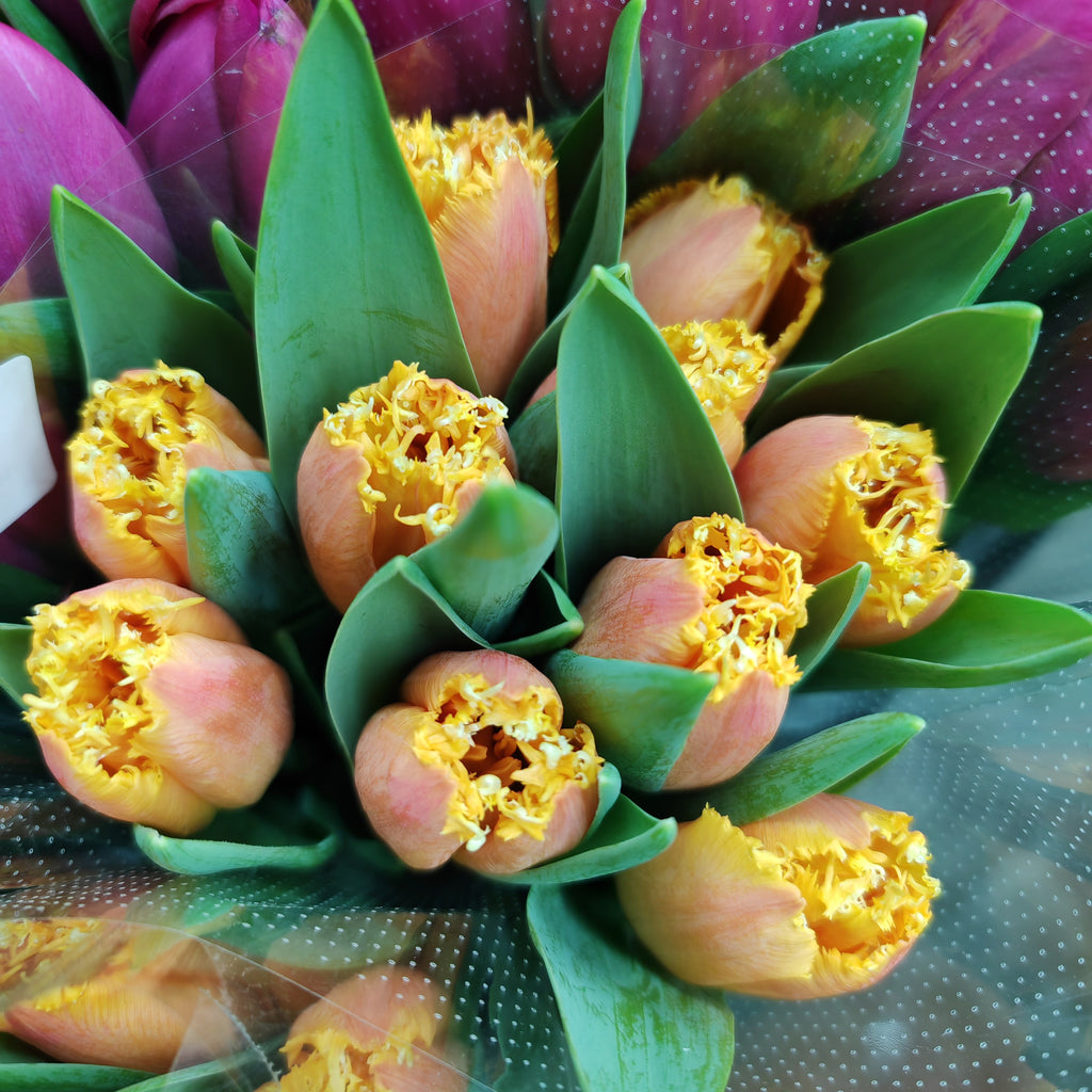 Tulip Curly Orange 流苏郁金香 - (8-10 Stems)