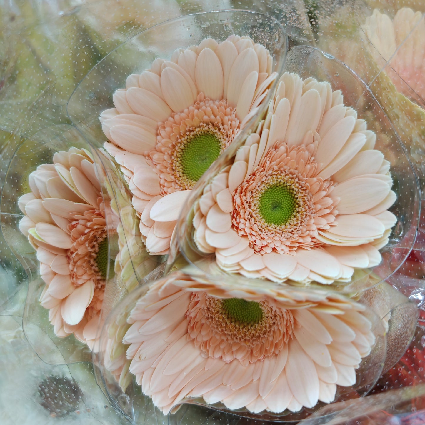 Gerbera Light Peach (8-10 Stems)