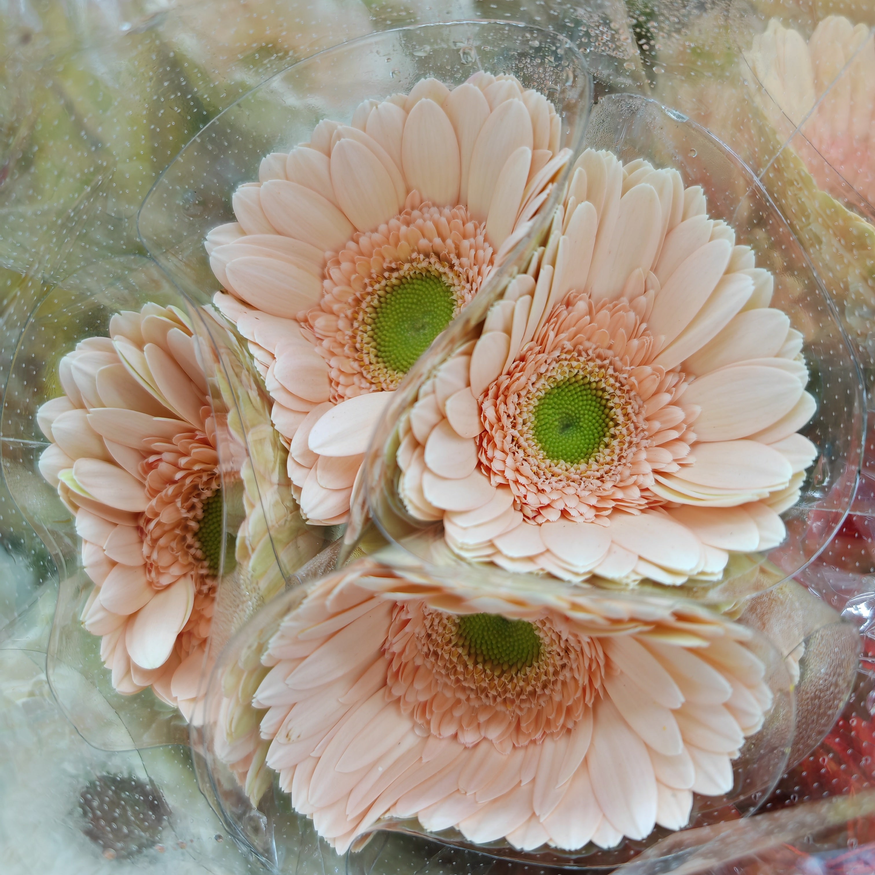 Gerbera Light Peach - (8-10 Stems)