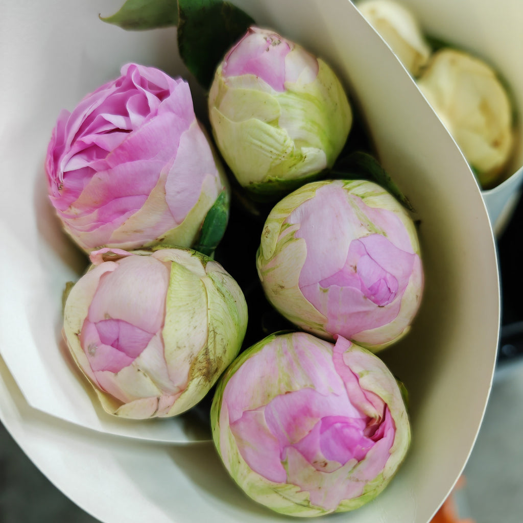 Peony Pink 芍药 - (5 Stems)