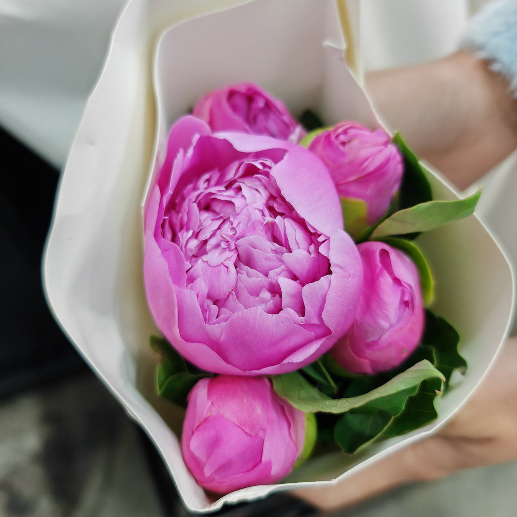 Peony Pink 芍药 - (5 Stems)