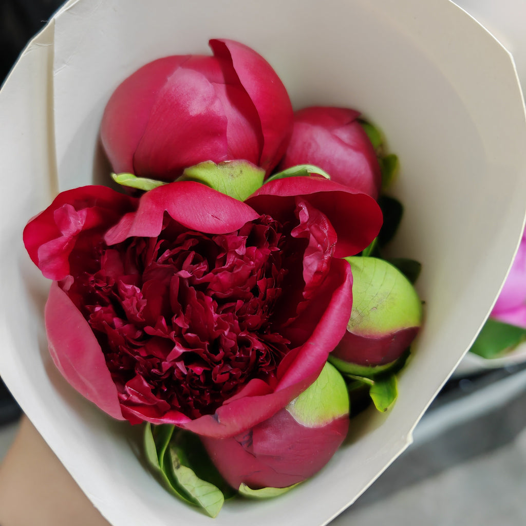Peony Charm - (5 Stems)