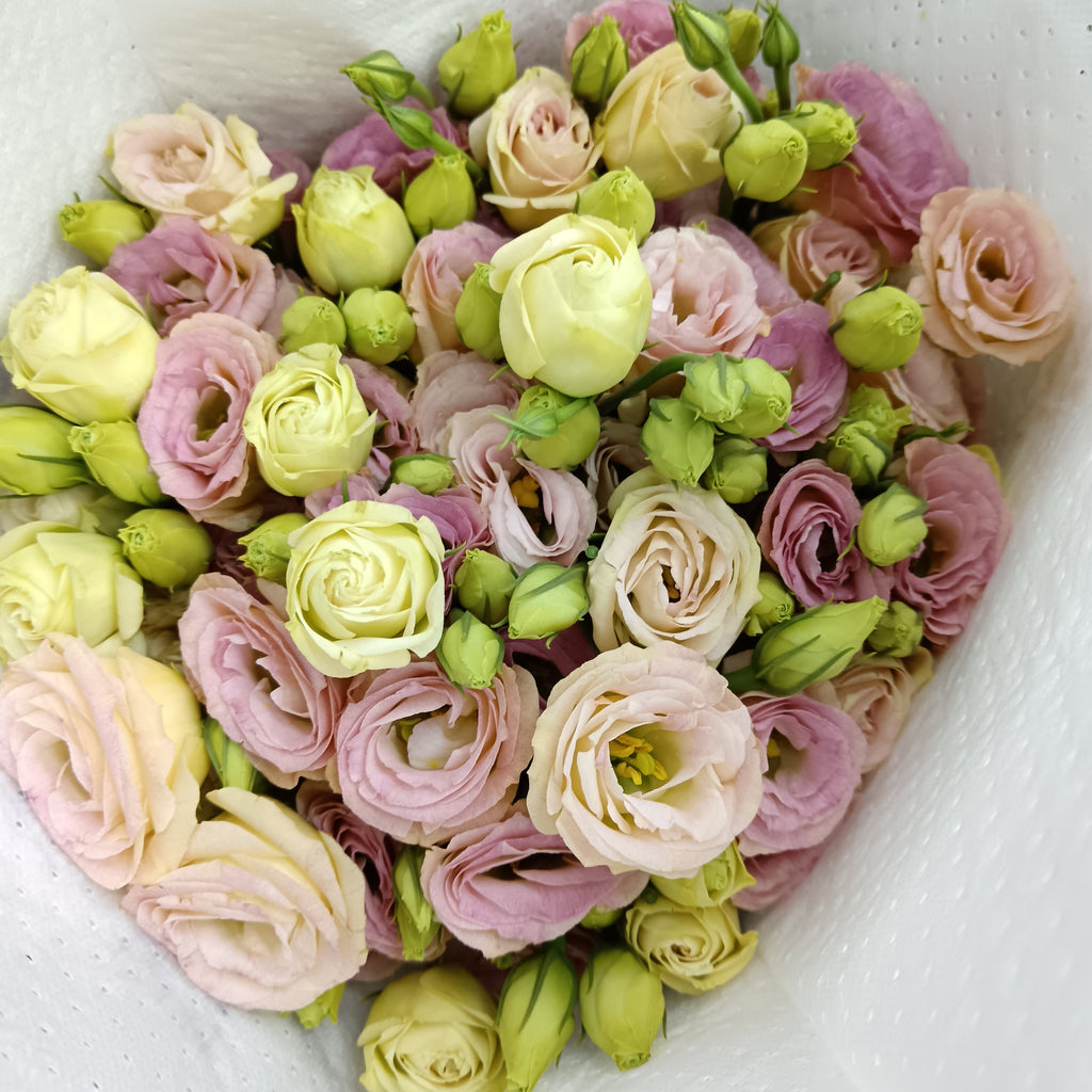 Eustoma Champagne - (12-15 Stems)