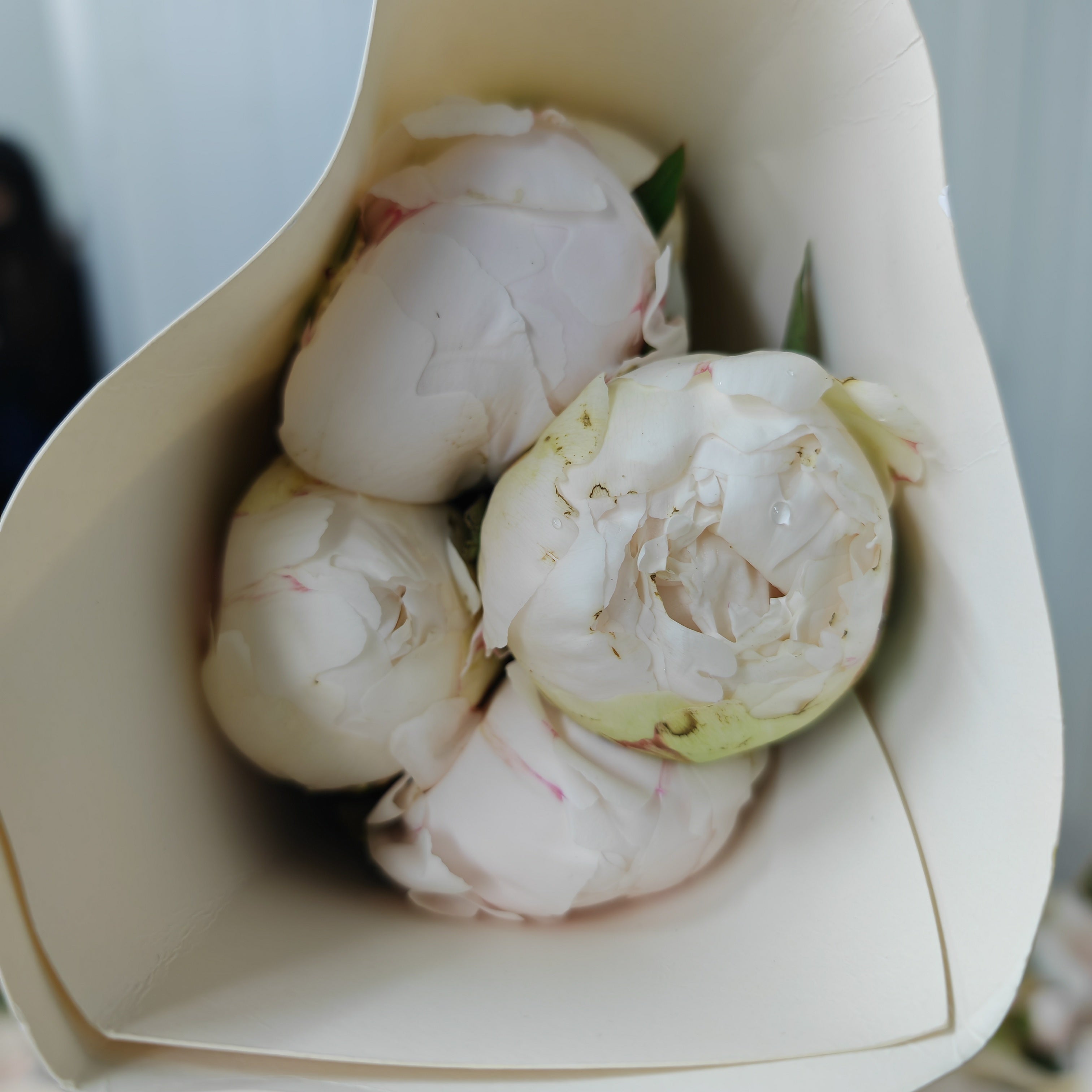 Peony Cream Bowl 奶油碗芍药 - (5 Stems)