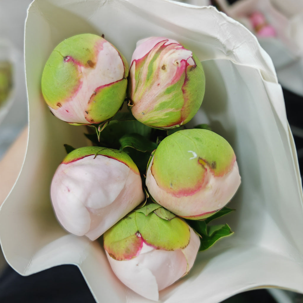 Peony Pink 芍药 - (5 Stems)