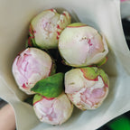 Peony Pink 芍药 - (5 Stems)