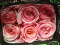 Rose Pink X-Pression - (8-10 Stems)