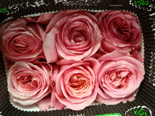 Rose Pink X-Pression - (8-10 Stems)