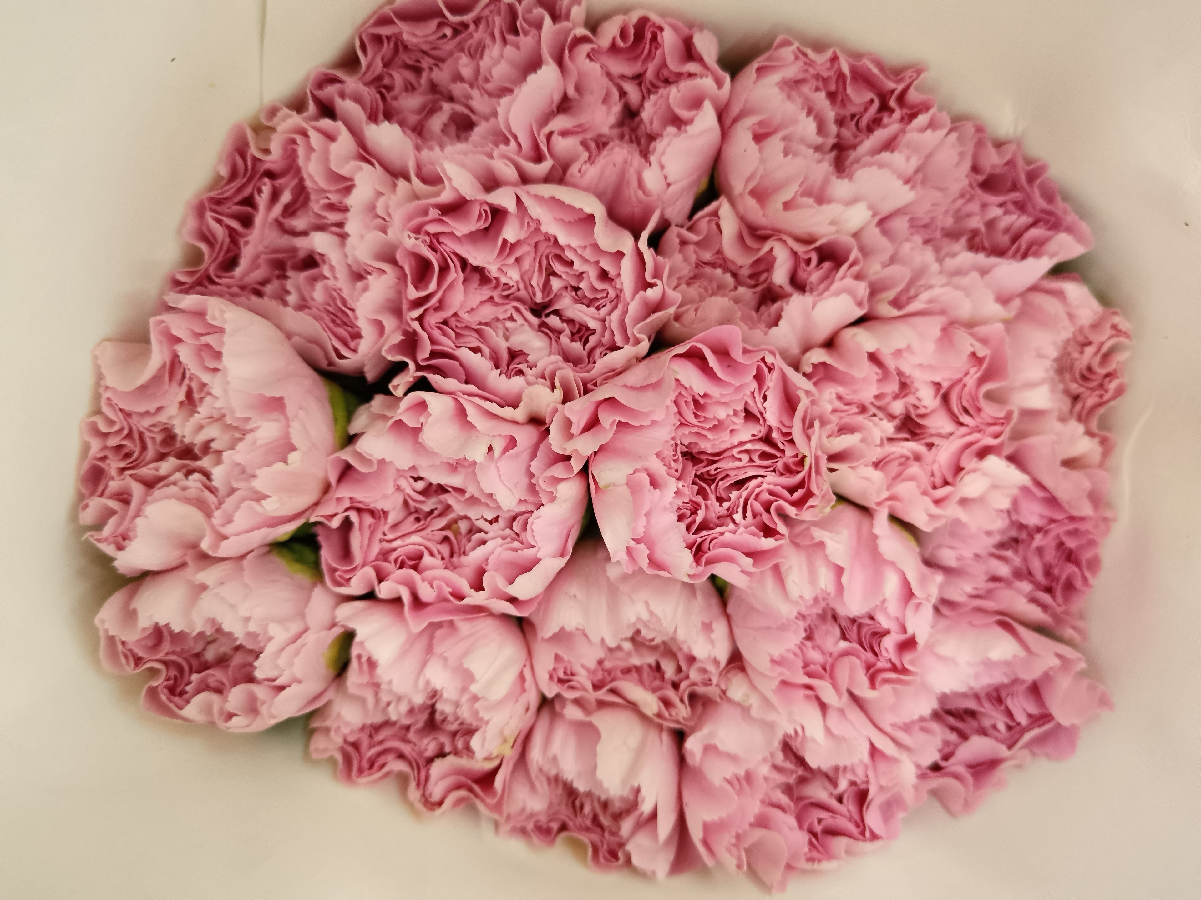 Carnation St Gem Pink 宝石粉康乃馨 - (18-20 Stems)