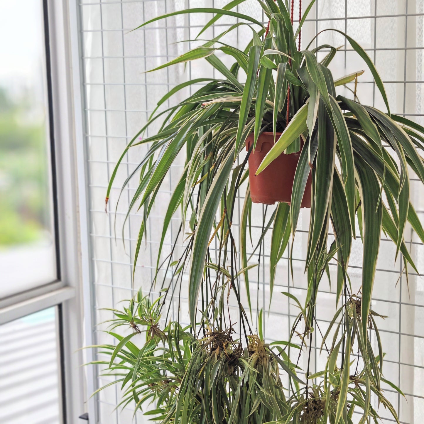 Chlorophytum / Spider Plant