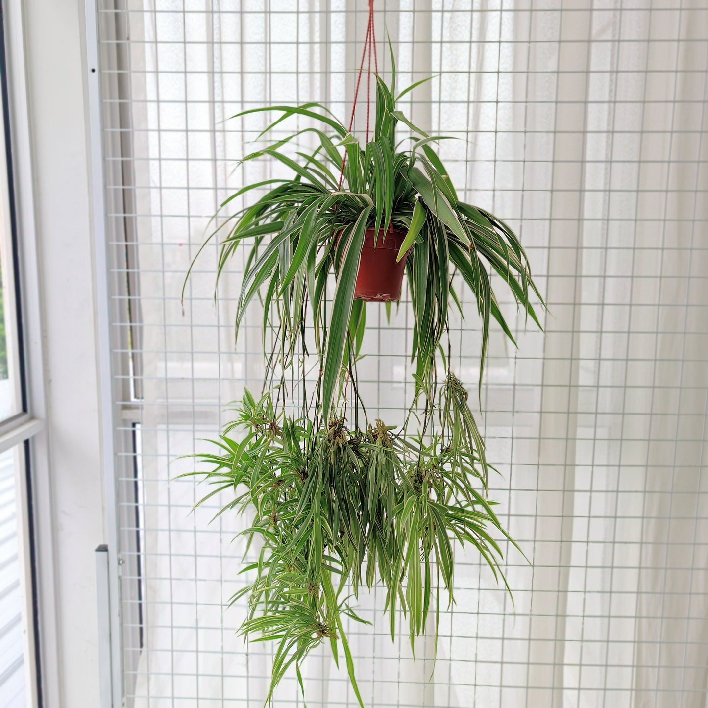 Chlorophytum / Spider Plant