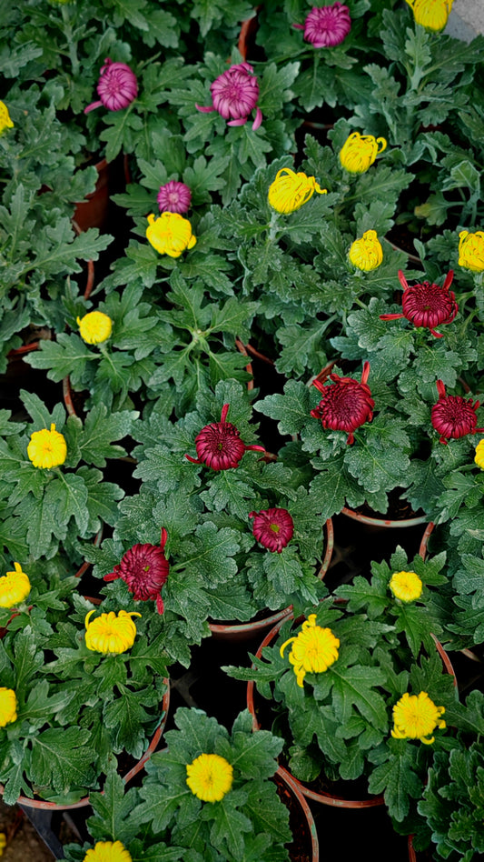 King Chrysanthemum pom-pom (Small Potted) 菊花