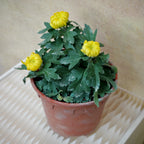 King Chrysanthemum Pom-Pom (Small Potted) 菊花