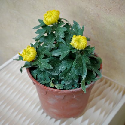 King Chrysanthemum pom-pom (Small Potted) 菊花