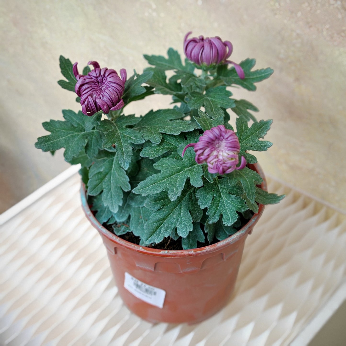 King Chrysanthemum pom-pom (Small Potted) 菊花