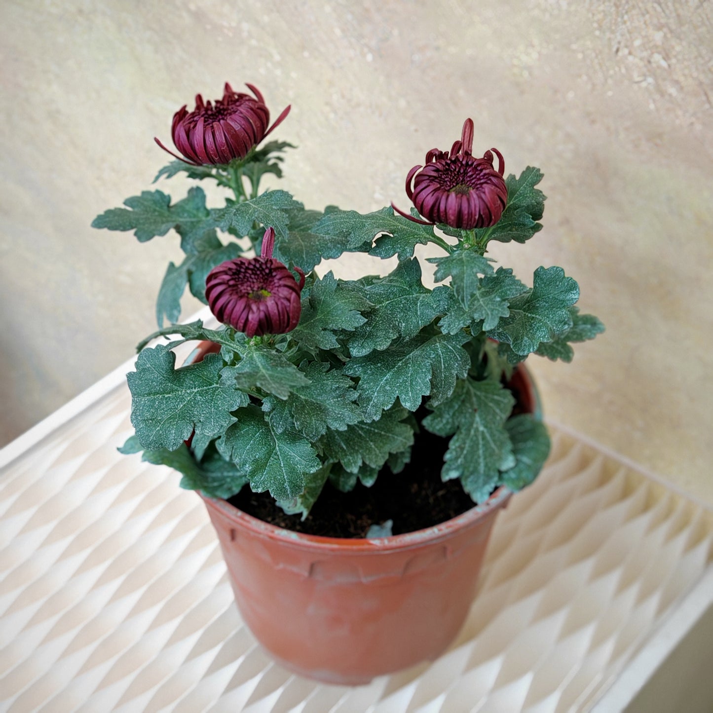 King Chrysanthemum pom-pom (Small Potted) 菊花