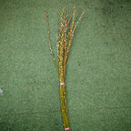 5ft Fresh Pussy Willow Natural Spray 水养分枝银柳 - (12 Stems)