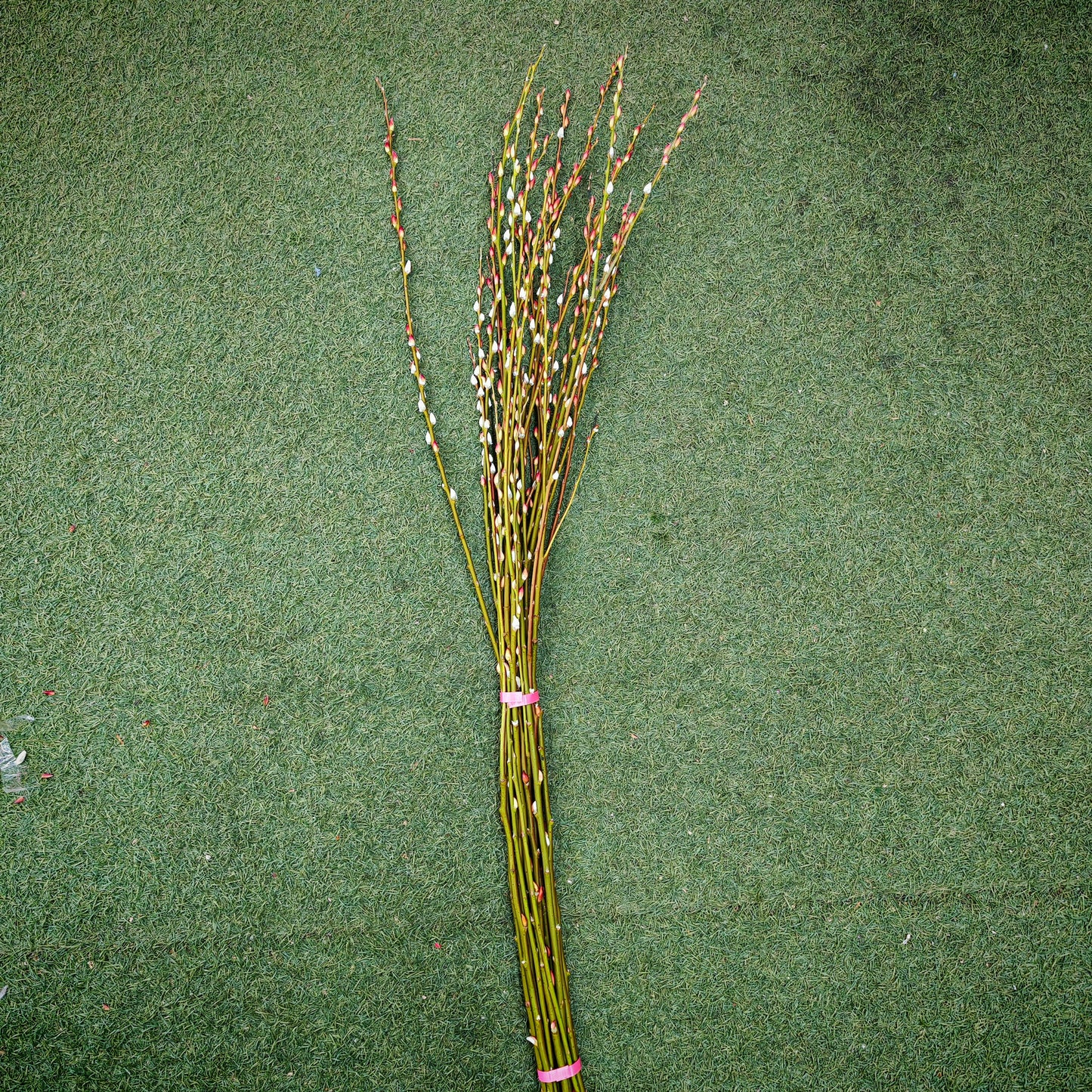 水养分枝银柳 Fresh Pussy Willow Natural Spray (5ft) - 12 Stems