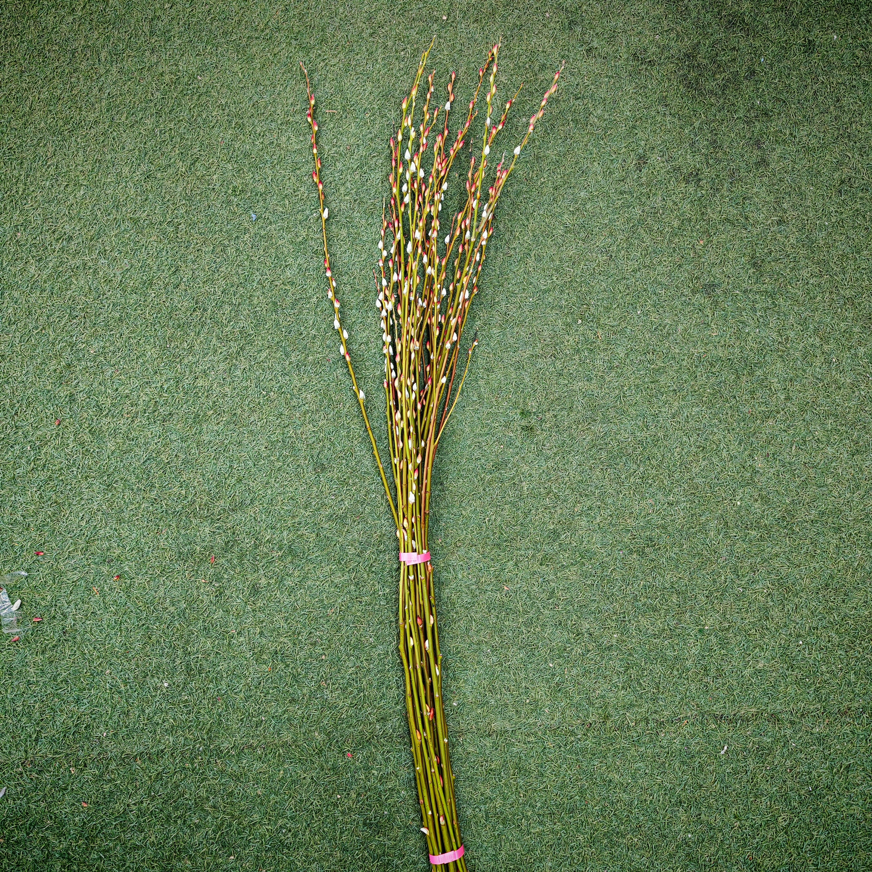 5ft Fresh Pussy Willow Natural Spray 水养分枝银柳 - (12 Stems)