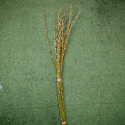 水养分枝银柳 Fresh Pussy Willow Natural Spray (5ft) - 12 Stems