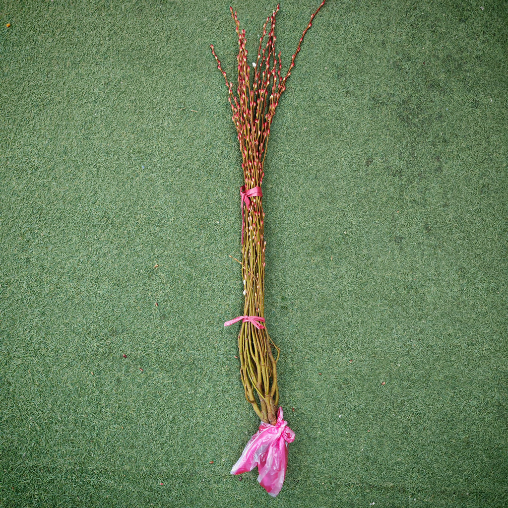 分枝银柳（土种） Pussy Willow Spray Plant