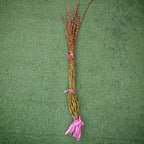 分枝银柳（土种） Pussy Willow Spray Plant