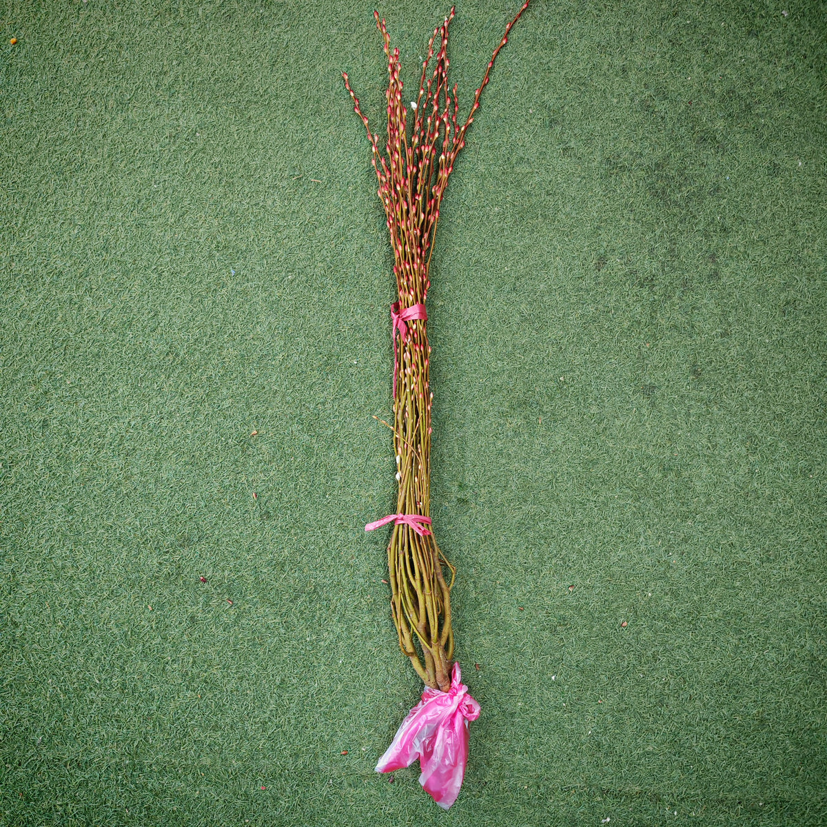 分枝银柳（土种） Pussy Willow Spray Plant